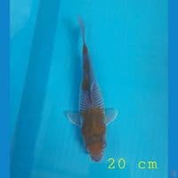 ochiba 20cm