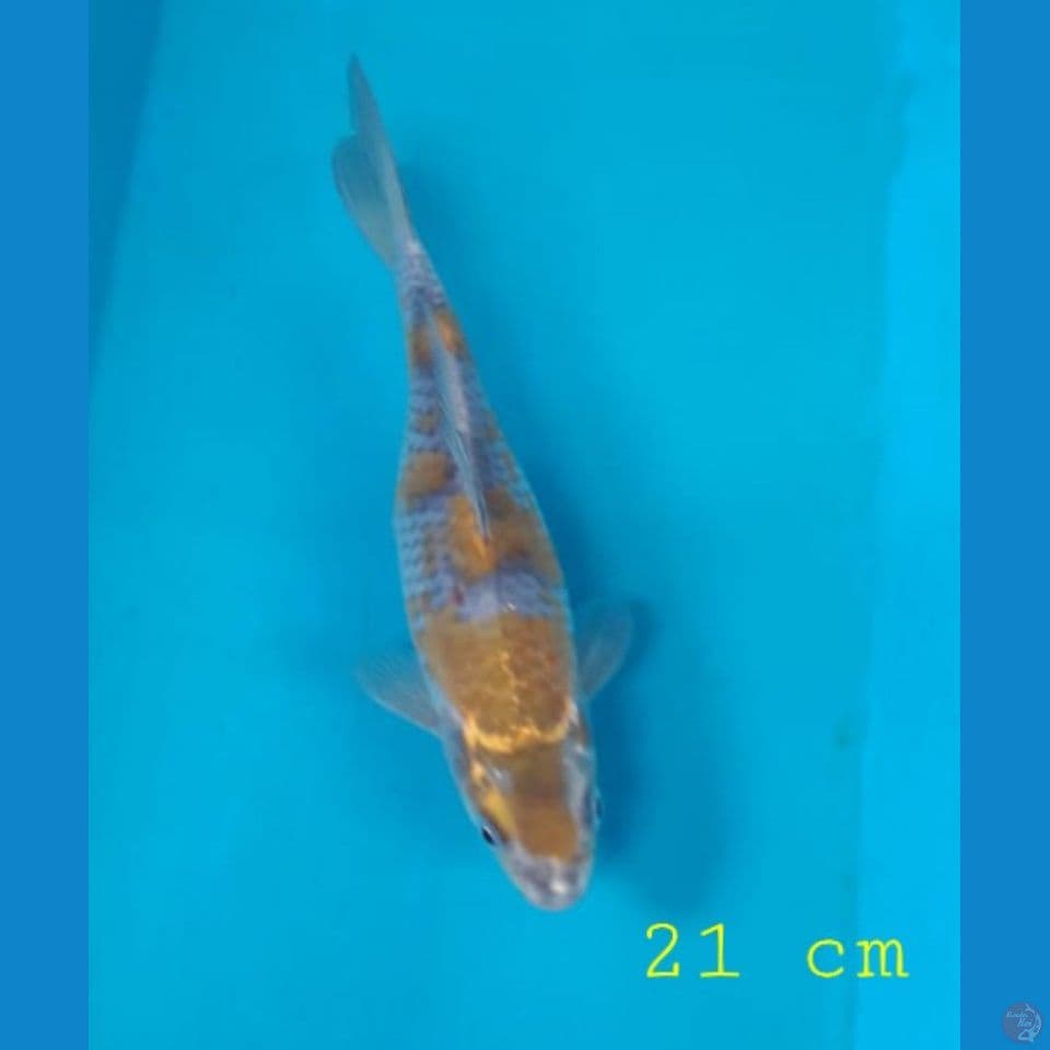 ochiba 23 cm