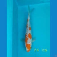 ochiba 24 cm
