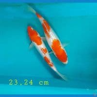 2 ekr ginrin 23,24 cm