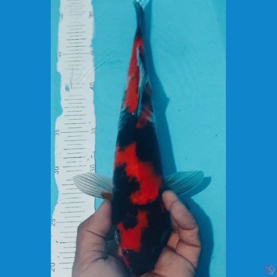 HI SHOWA 35CM