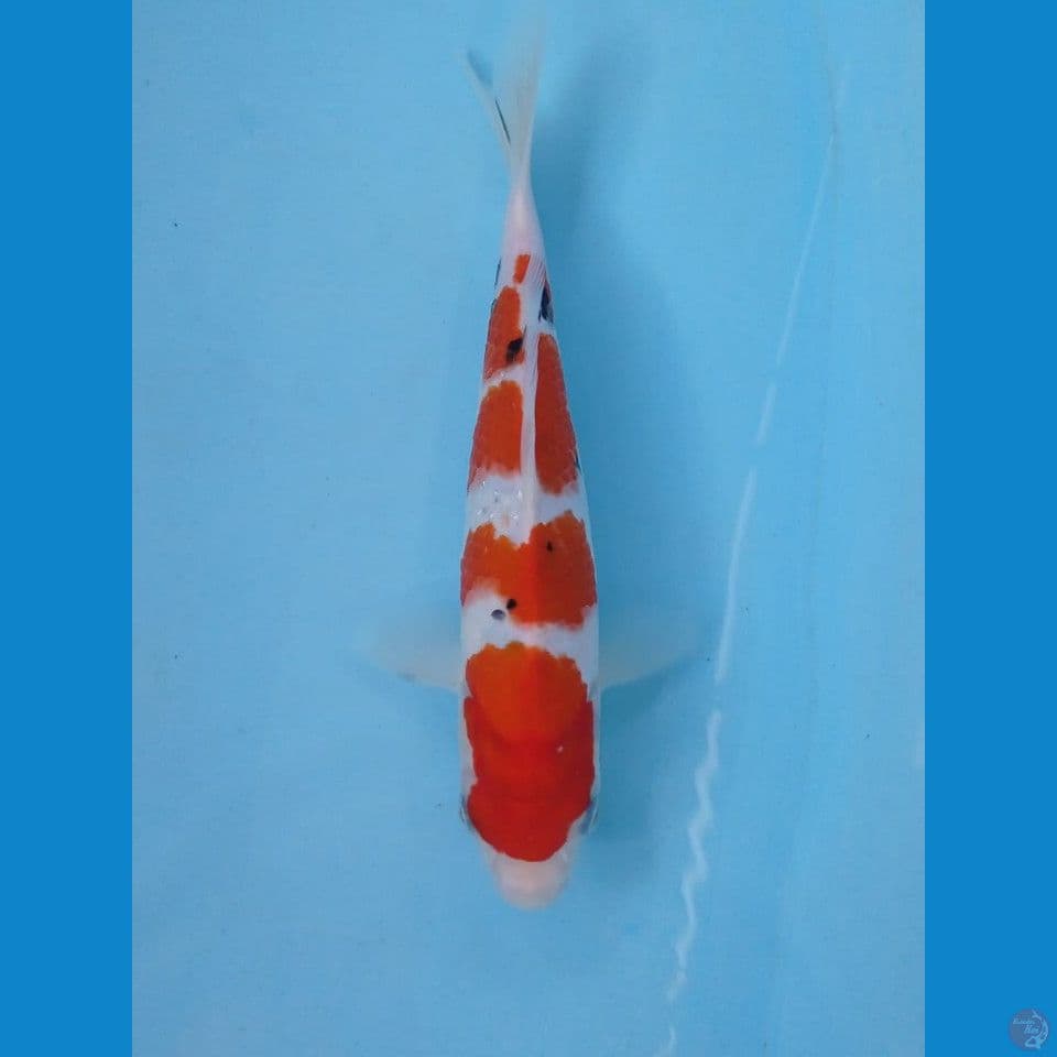 sanke, 23 cm