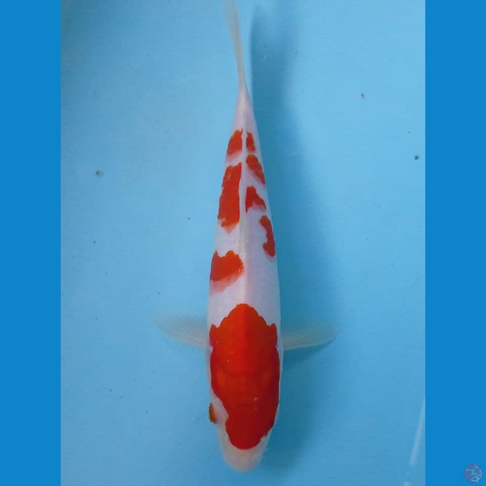 kohaku, 23 cm