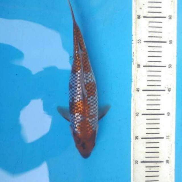 Ochiba Full Ginrin F1 Female - 33cm 