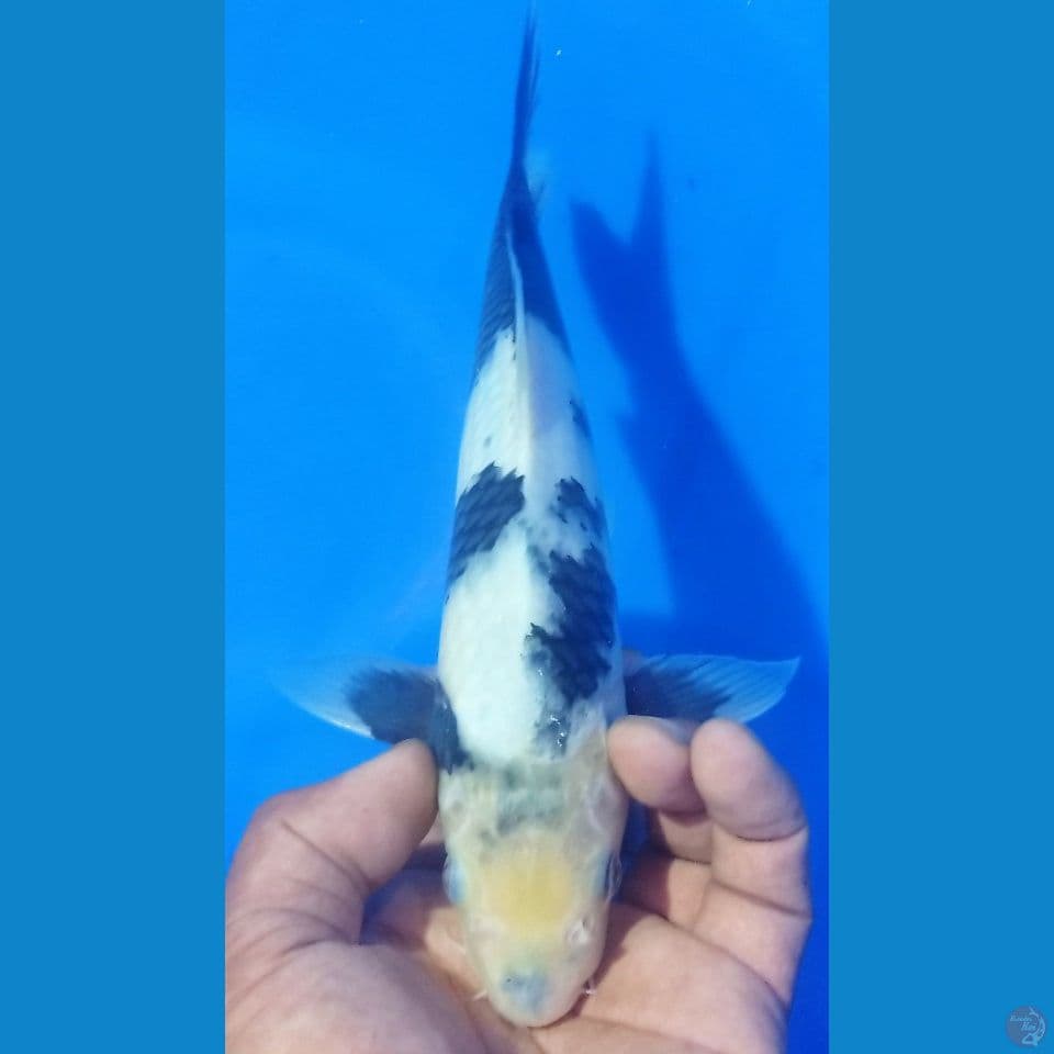 SIRO 30