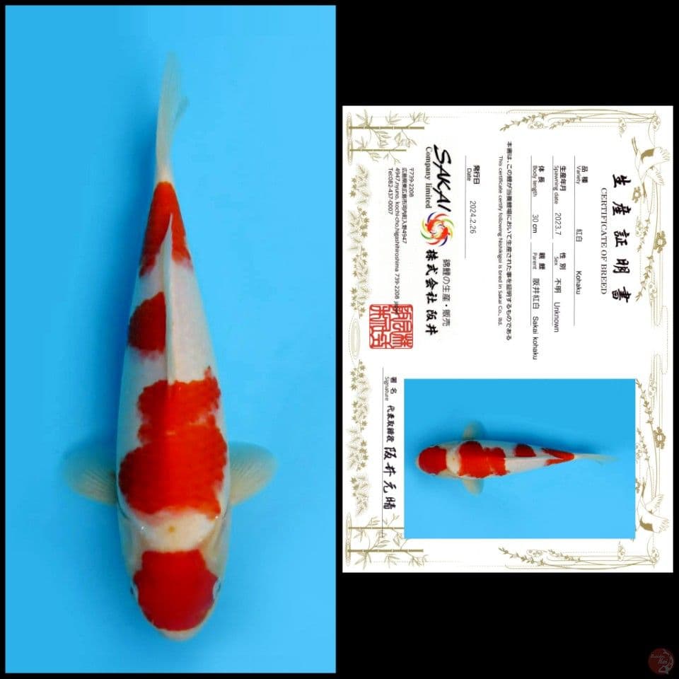 KOHAKU SAKAI 30cm Male