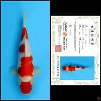 KOHAKU SAKAI 30cm Male