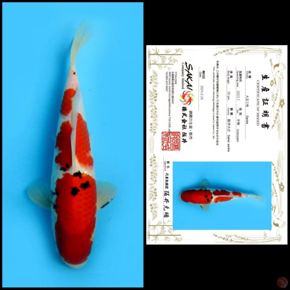SANKE SAKAI 30cm male