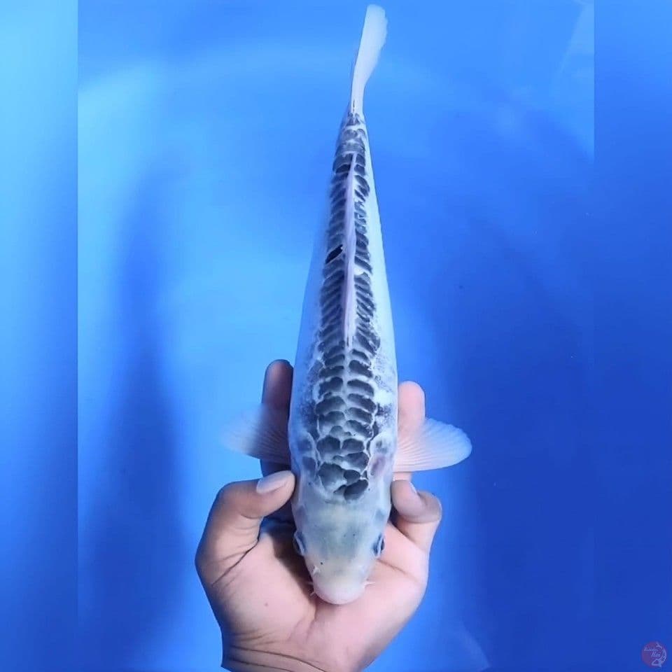 Shusui #34cm - Male