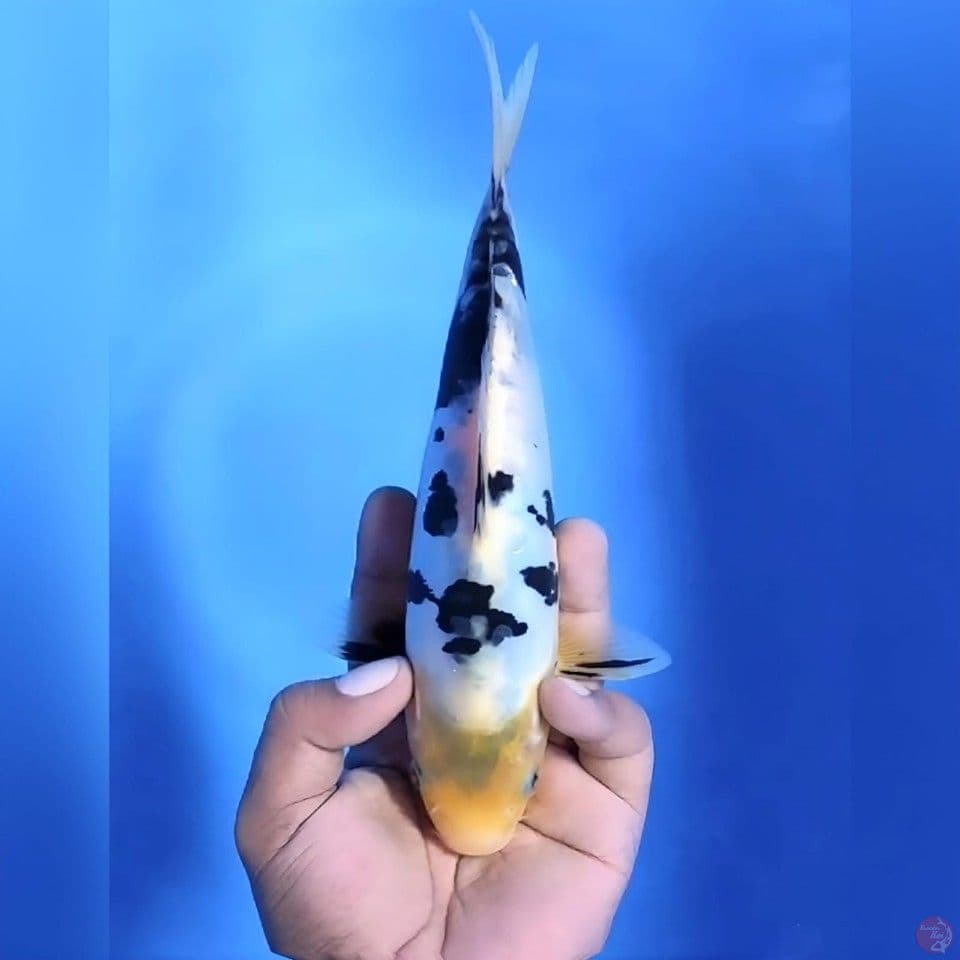 Bekko doitsu # 25cm - Female
