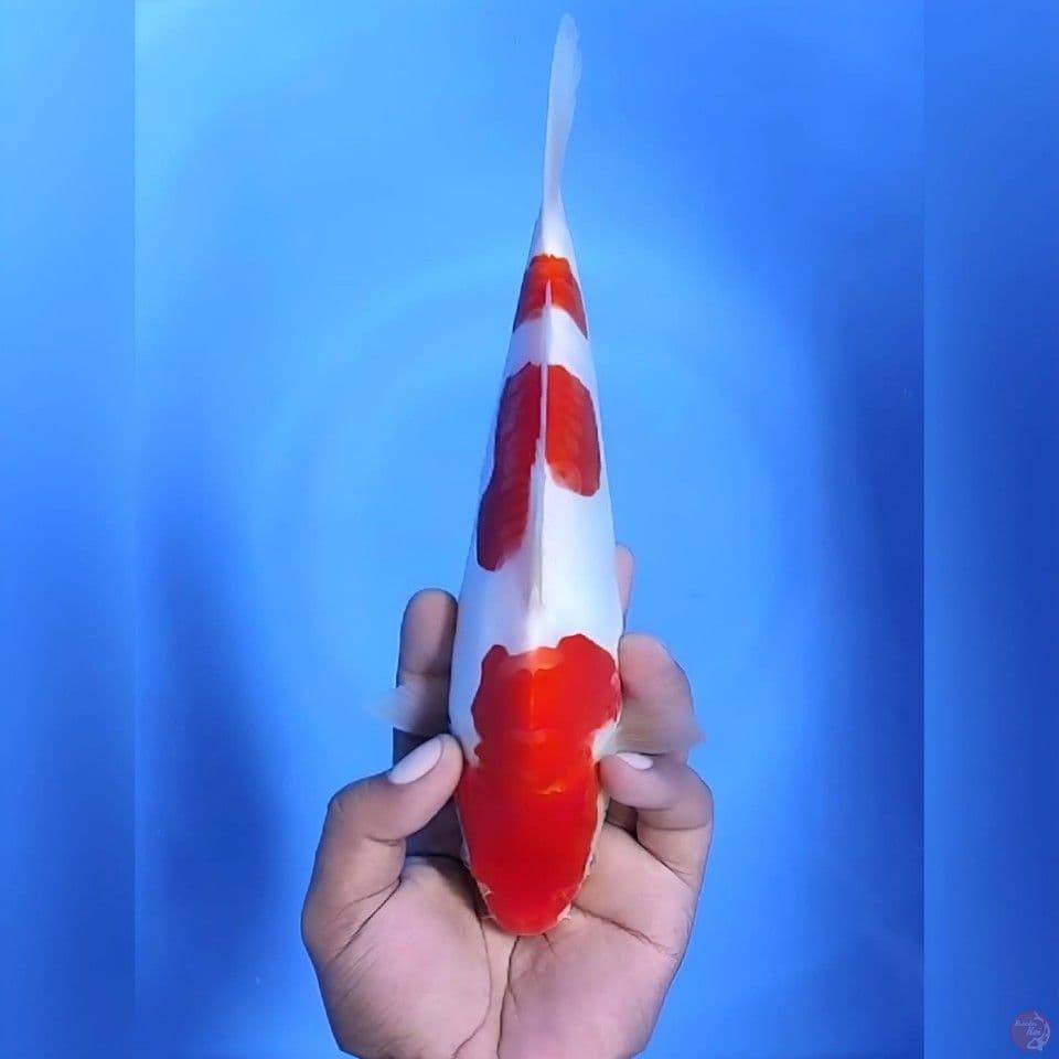 Kohaku doitsu # 26cm - Female