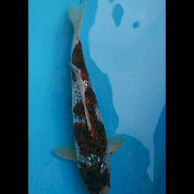 Ginrin Budo Goshiki F1 Male - 36cm