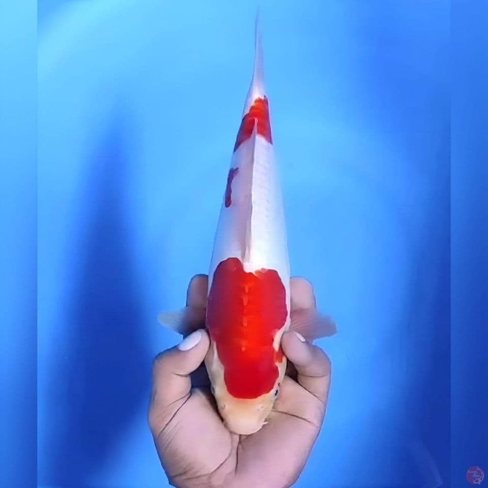 Kohaku doitsu # 28cm - Female