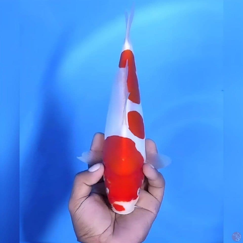 Kohaku doitsu # 28cm - Female