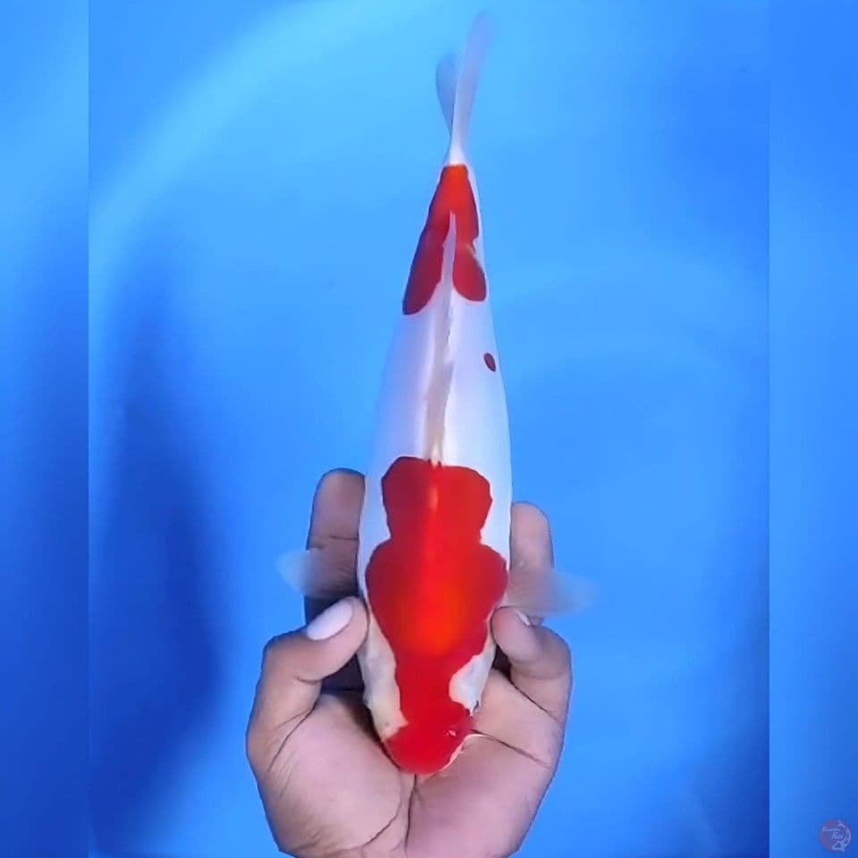 Kohaku doitsu # 28cm - Female