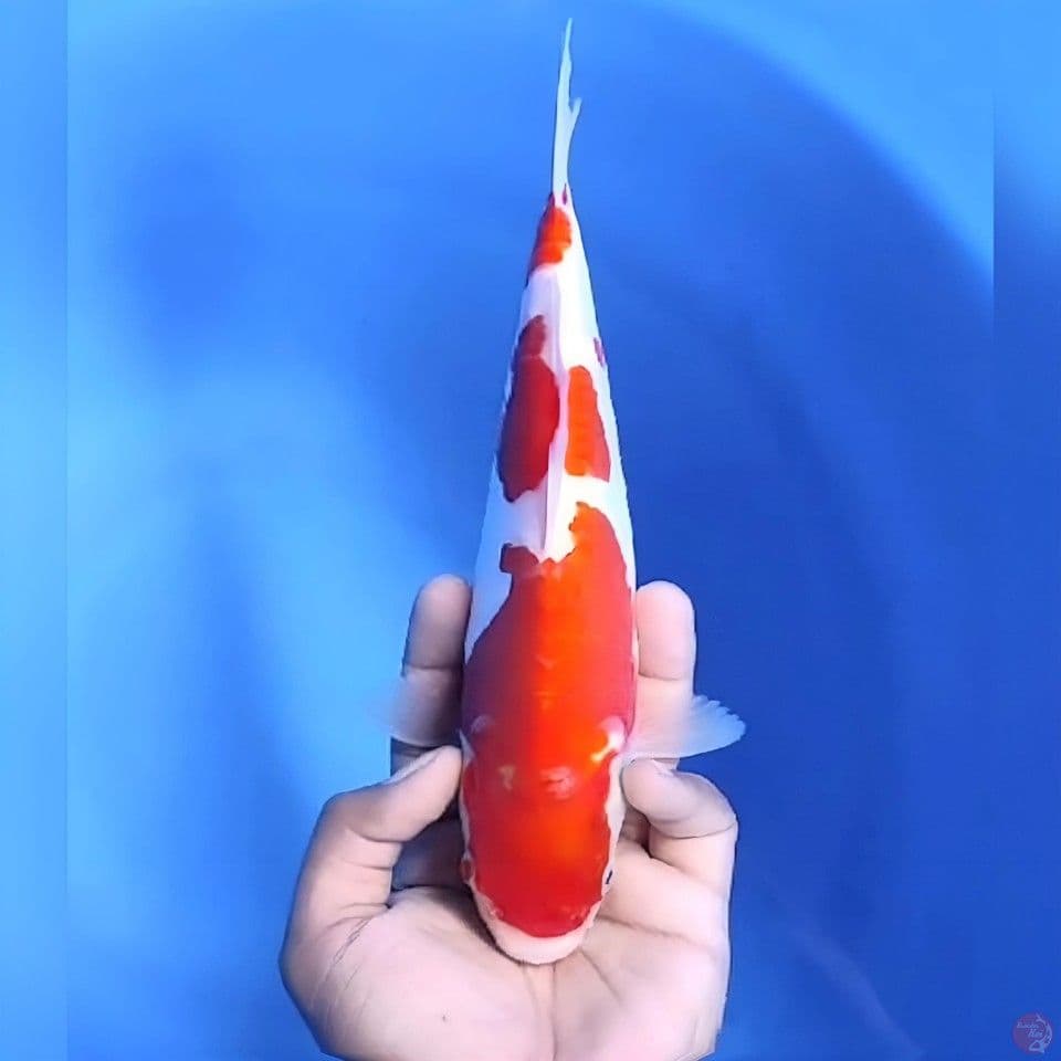 Kohaku doitsu # 26cm - Male