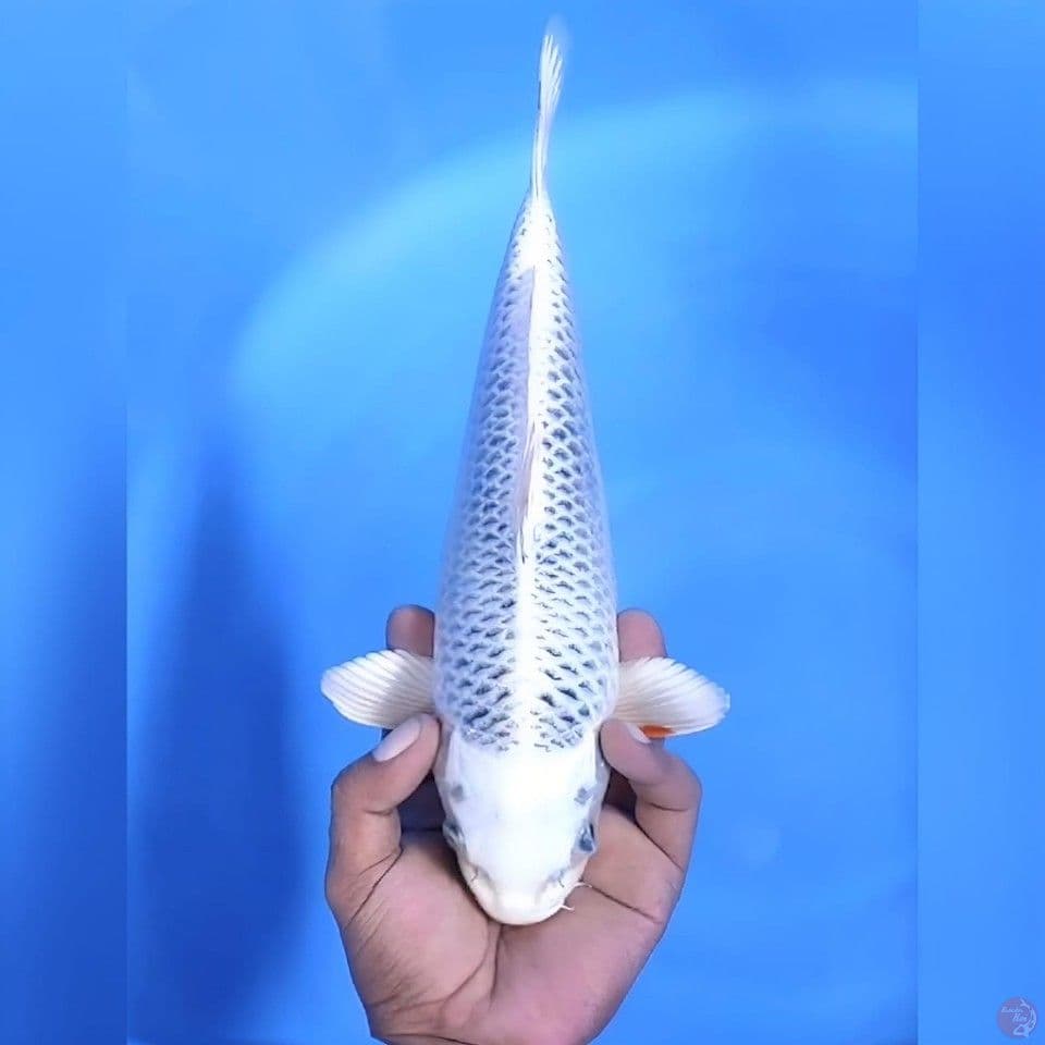 Gin matsuba # 32cm - Female