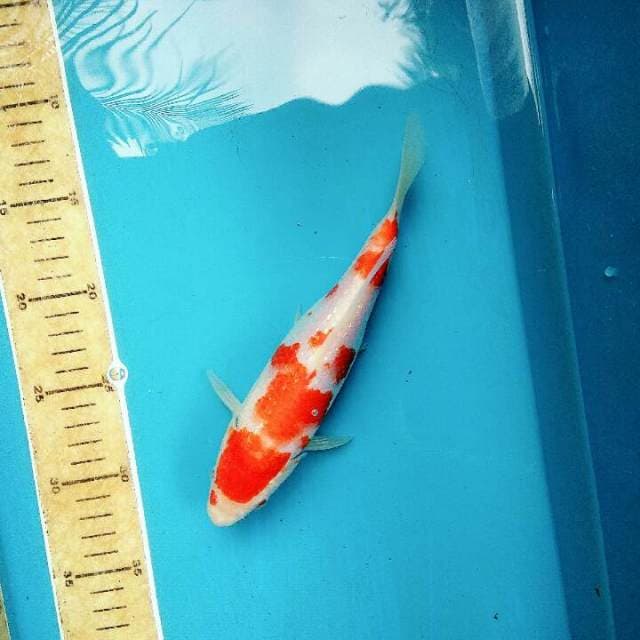 Kohaku fukurin