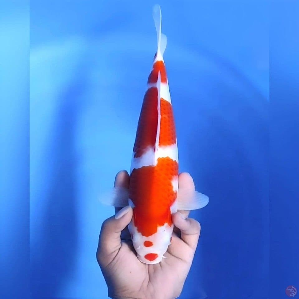 Kohaku # 34cm - Female
