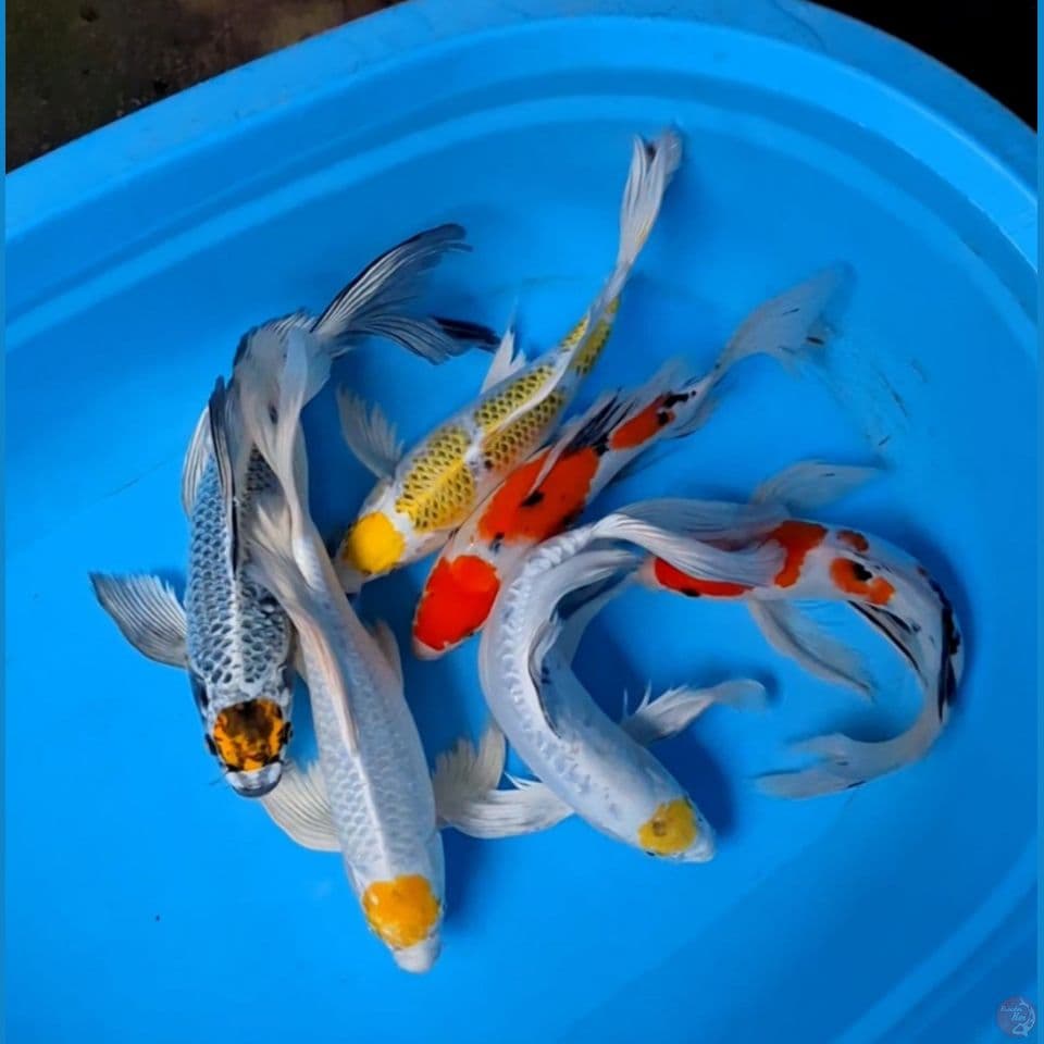 paket kumpay mix 31-35cm 6 ekor