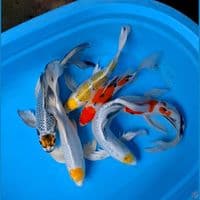 paket kumpay mix 31-35cm 6 ekor