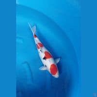 sanke original