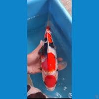 maruten showa -+35 cm jantan