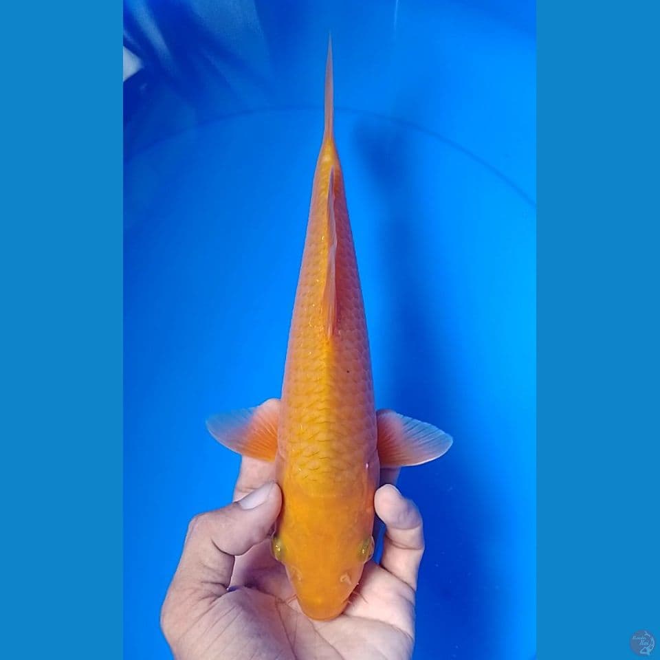 karamel 25cm.m
