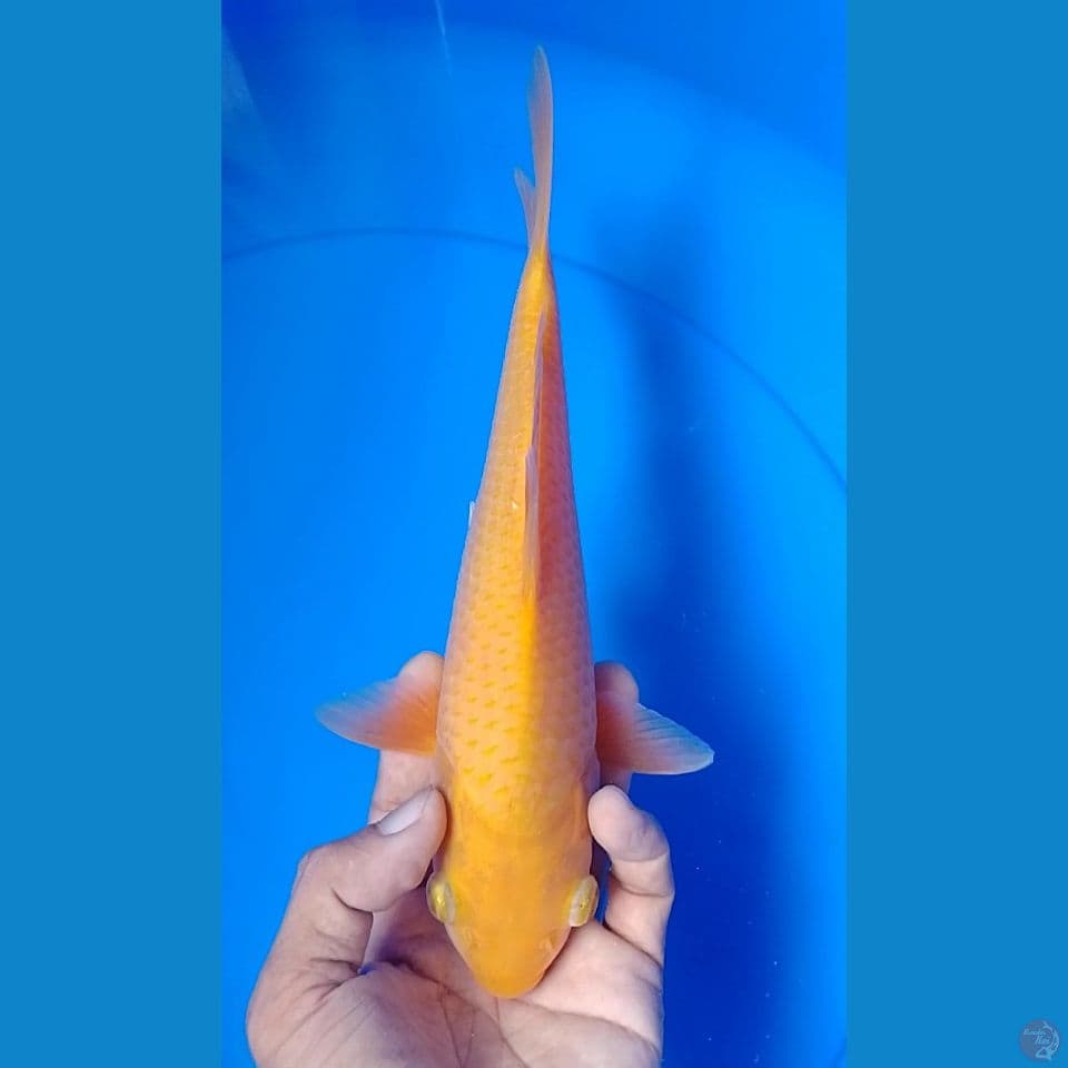 karashi 25cm.m