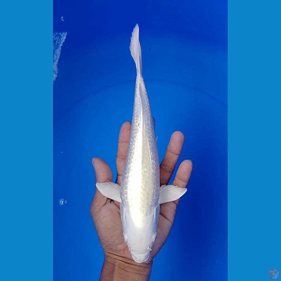 platinum gindrin : 26cm.m
