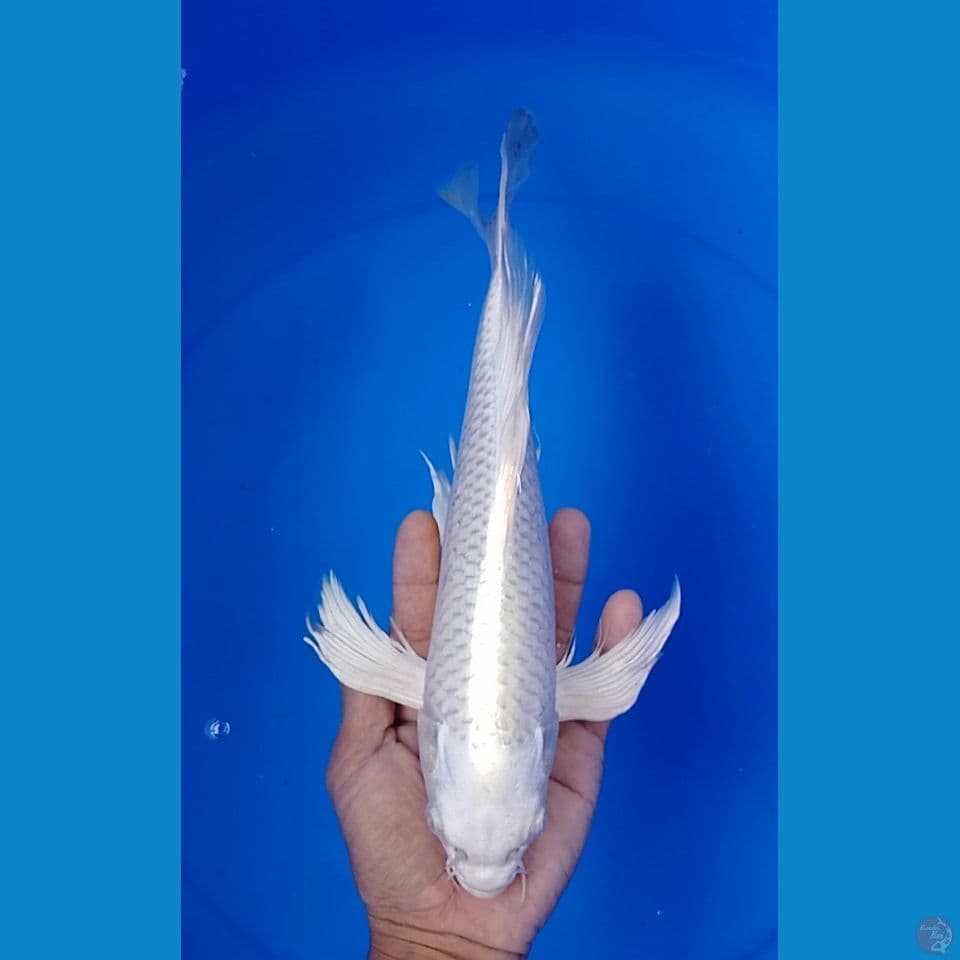 platinum sleyer 29cm.m