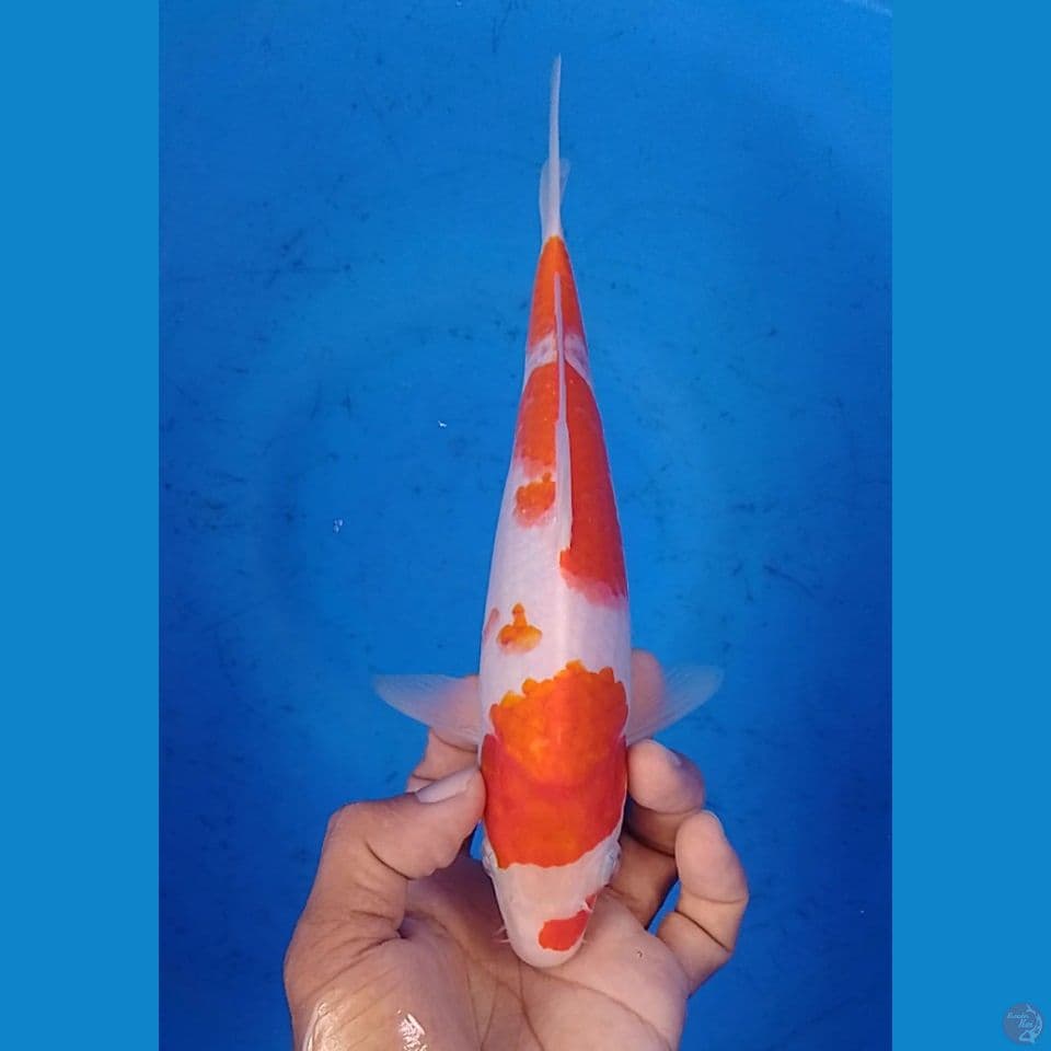 kohaku 22 cm.u