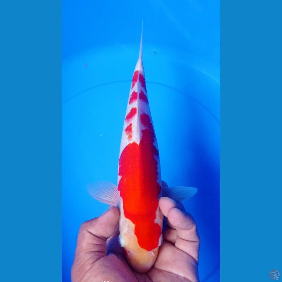 KOHAKU 30