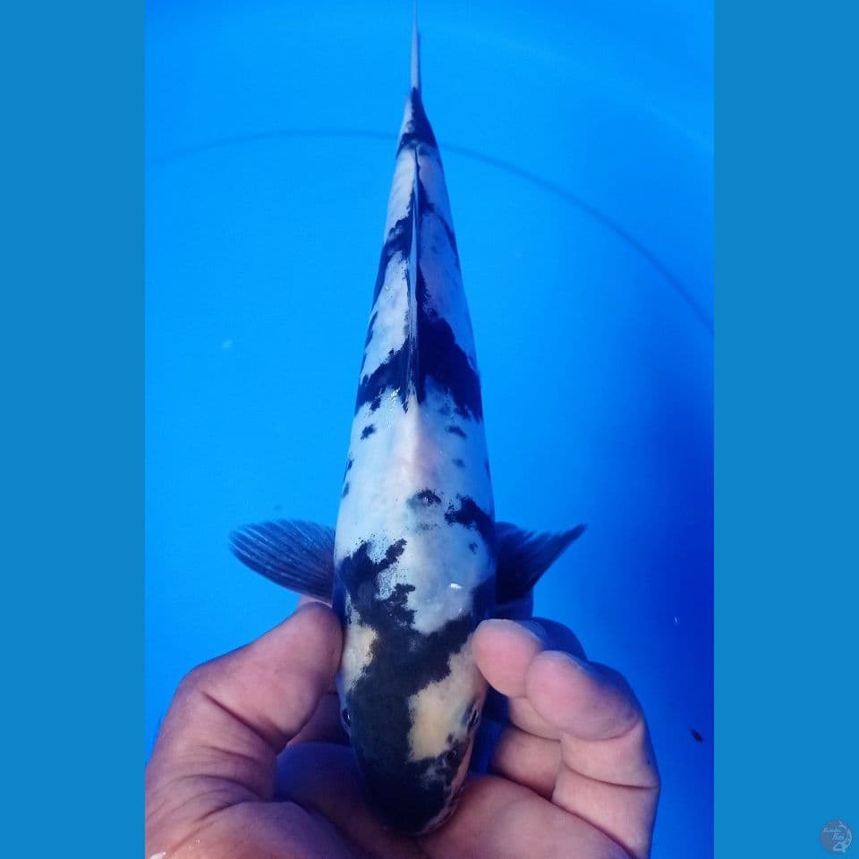 SIRO 25
