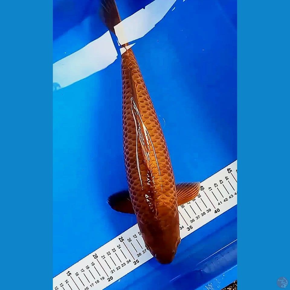 40cm caramel good skin