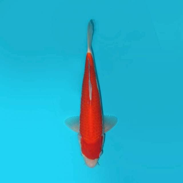 OMOYO KOHAKU 30 CM