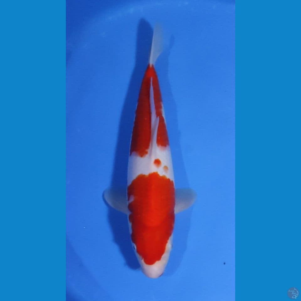 KOHAKU BAKAT JUMBO 35CM - FEEMALE