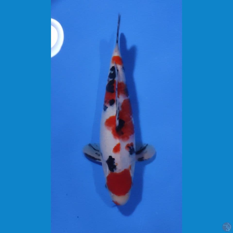 MARUTEN SANKE 28CM - MALE