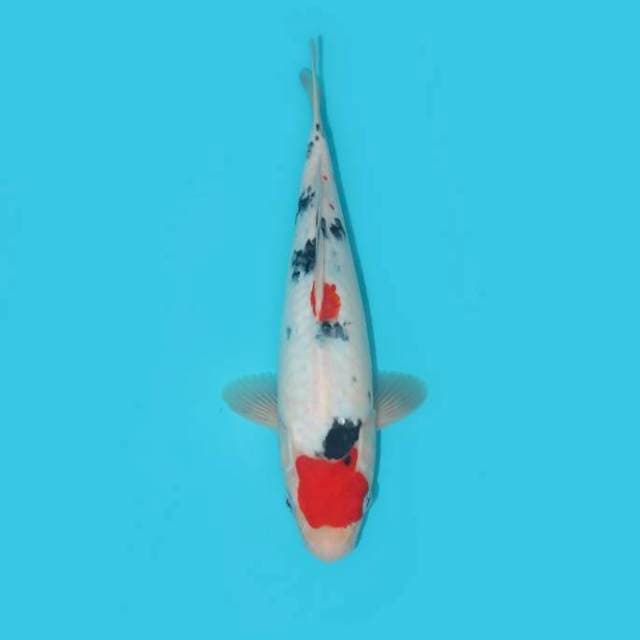 Sanke Tategoi 28 cm