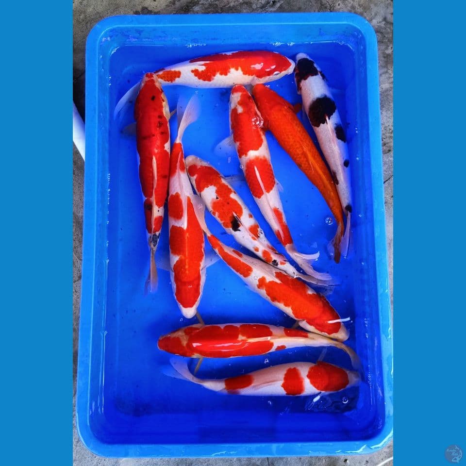 mix jozz merah strong 10ekor 30_40cm