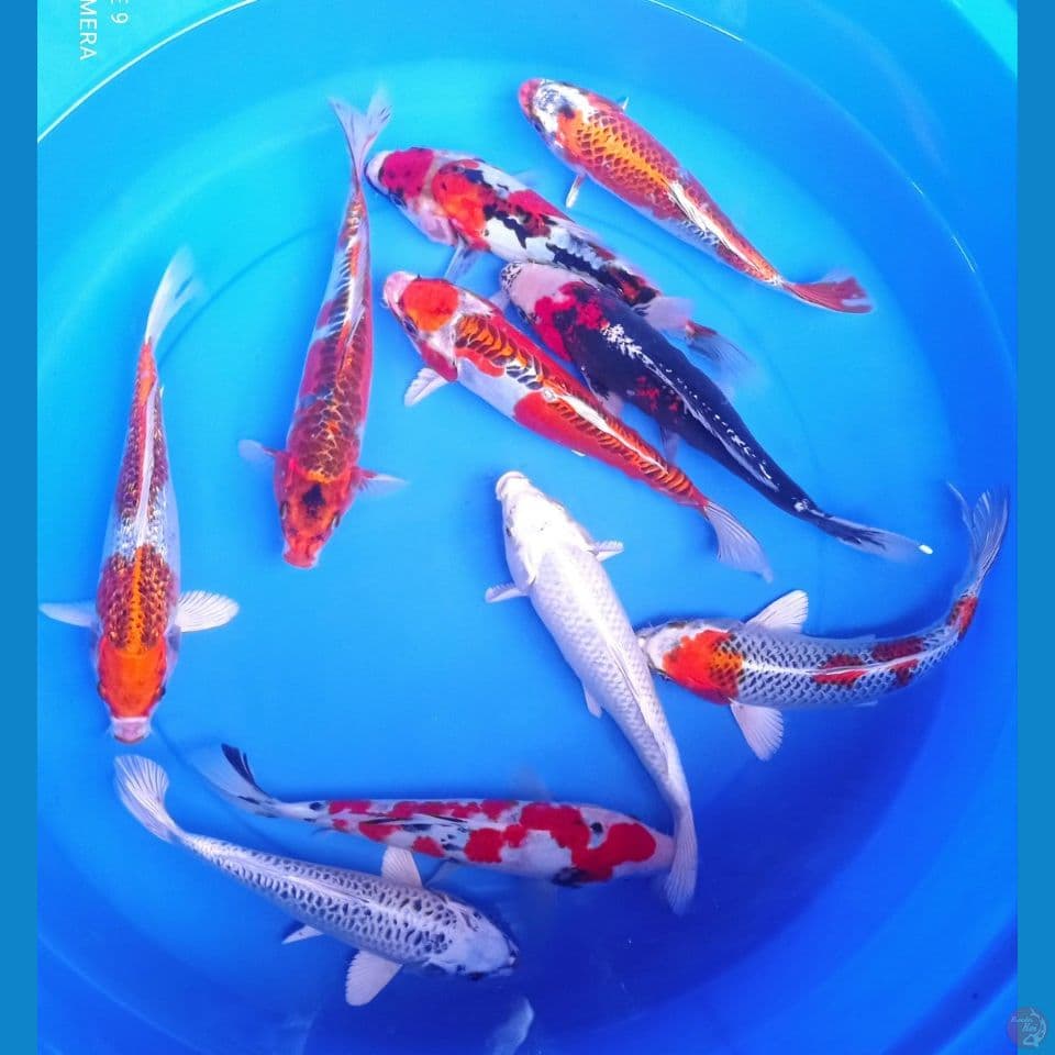 mix 22,25