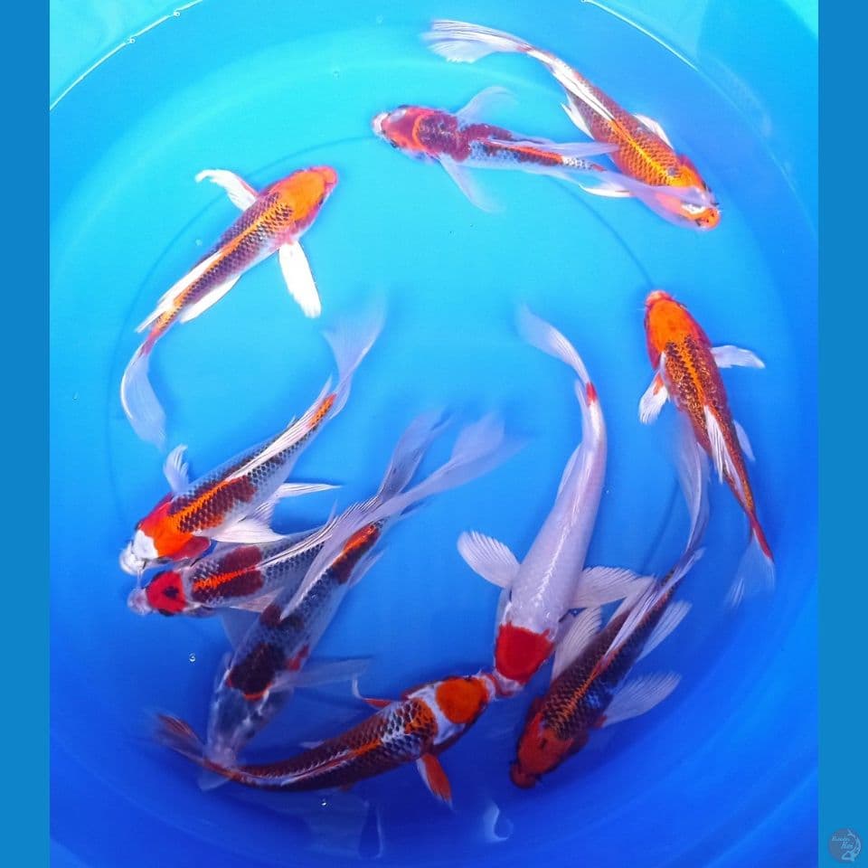 mix 20,23,25