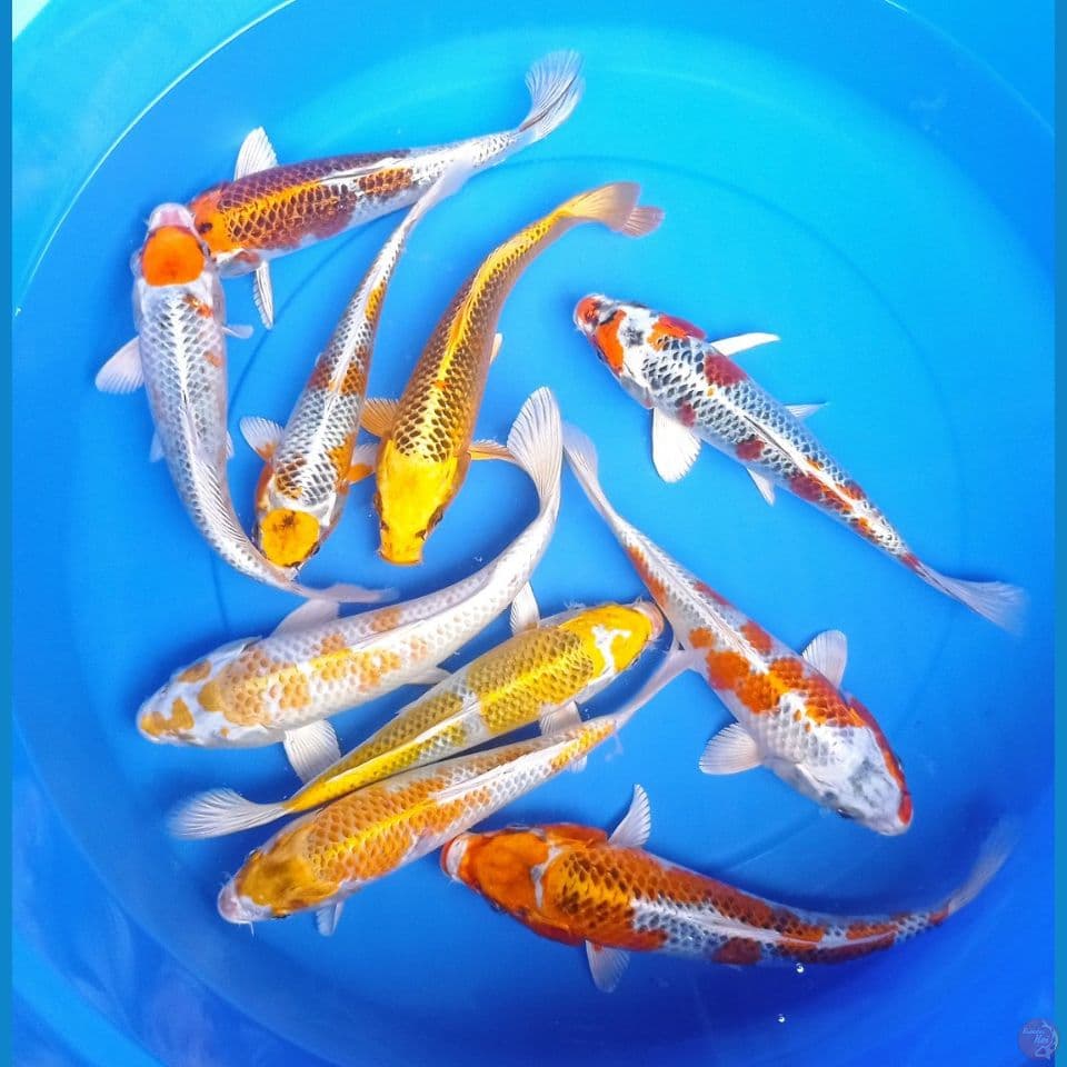 mix 25,27
