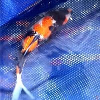 showa ginrin 15 cm
