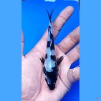 shiro 12 cm