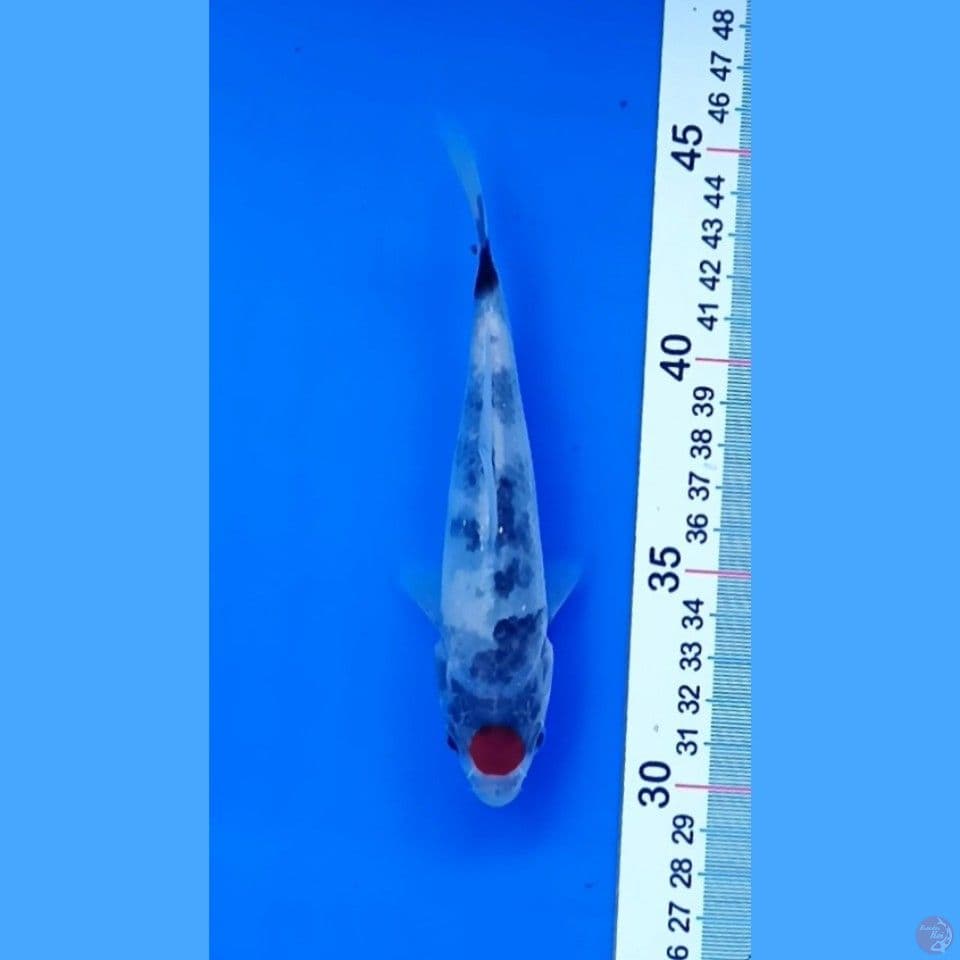 tancho showa 15 cm