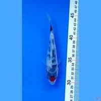 tancho showa 15 cm