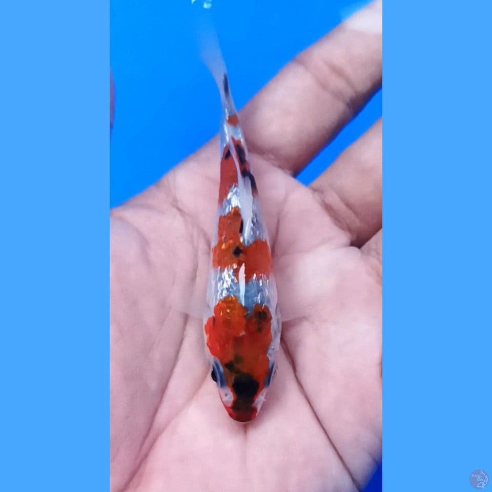 showa ginrin 8cm