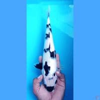 shiro 28 cm