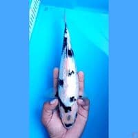 shiro 28 cm